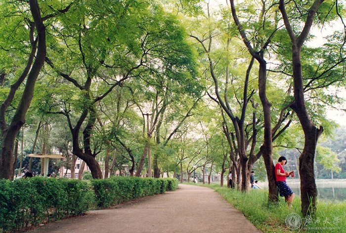 校园林荫小道.jpg